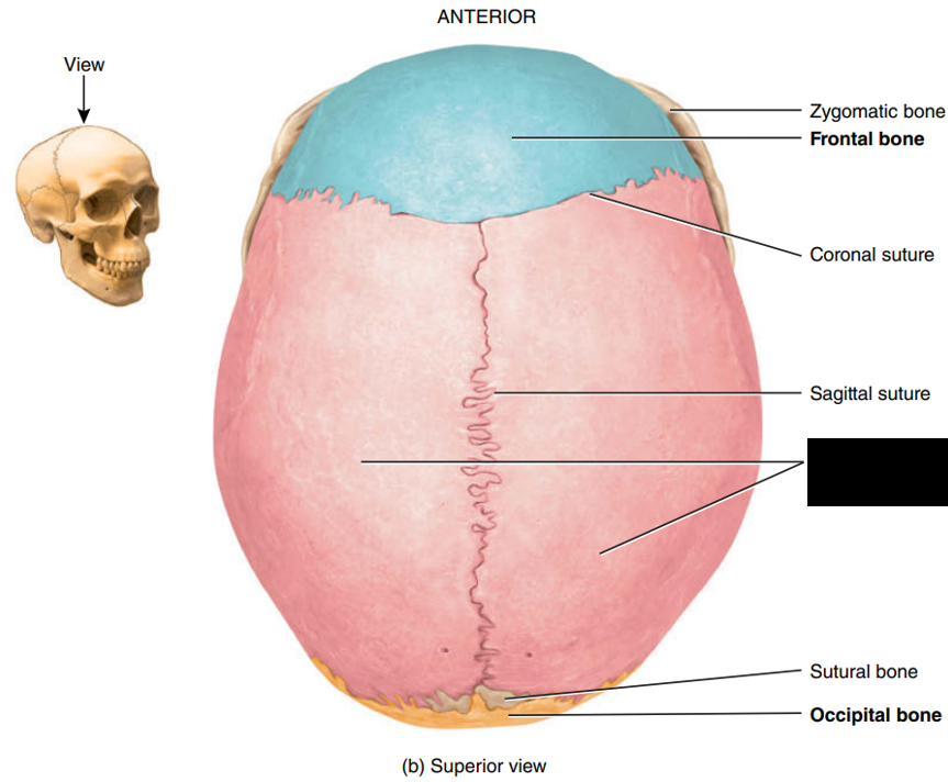 <p>State and identify what part of the cranial bone is being pointed out and censored. (hint: bones)</p>
