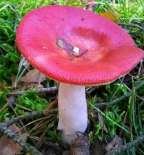<p>Emetic Russula habitat</p>