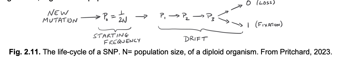 <p>SNPs are born by mutation and may drift in frequency of face selection over their evolutionary life cycle</p><p><em>General tendancies:</em></p><ol><li><p>Neutral SNPs (most SNPs)→ drift up or down in frequency</p><ul><li><p>eventually facing loss or fixation</p></li></ul></li><li><p>Deleterious SNPs→ usually remain <strong>rare</strong></p><ul><li><p>until lost by selection</p></li></ul></li><li><p>Advantageous SNPs→ usually <strong>increase</strong> in frequency</p><ul><li><p>→ towards fixation</p></li></ul></li></ol><p></p><p><em>Note: they are </em><strong><em>all</em></strong><em> subject to random fluctuations which can be signficiant e.g in </em><strong><em>small populations</em></strong></p><p></p><p><em>N here is the population size (se E and B notes for how this equation is derived</em></p>