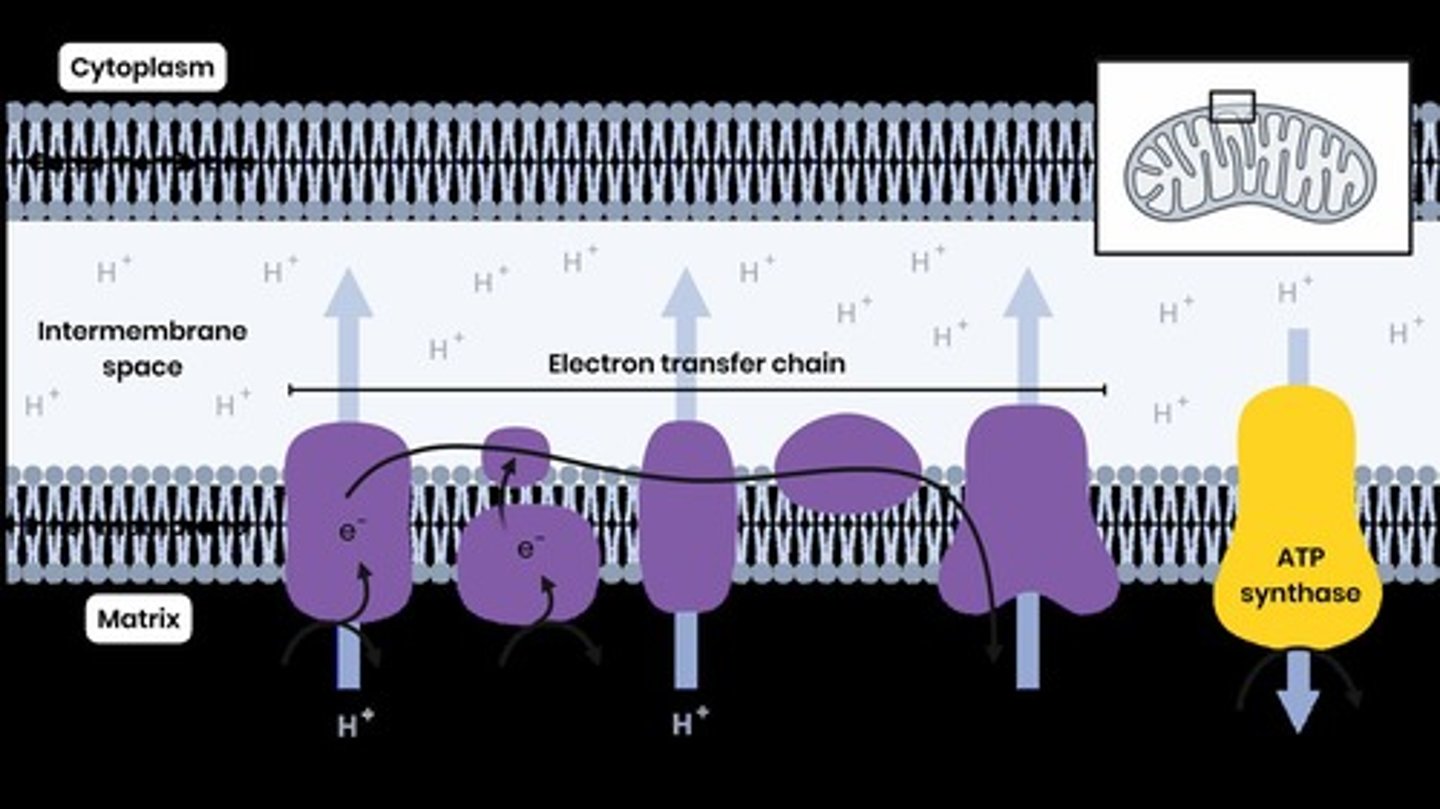 <p>1. Reduced NAD/FAD oxidised to release H atoms → split into protons (H+) and electrons (e-); 2. Electrons transferred down electron transfer chain (chain of carriers at decreasing energy levels) by redox reactions; 3. Energy released by electrons used in the production of ATP from ADP + Pi (chemiosmotic theory): Energy used by electron carriers to actively pump protons from matrix → intermembrane space; Protons diffuse into matrix down an electrochemical gradient, via ATP synthase (embedded), releasing energy to synthesise ATP from ADP + Pi.</p>