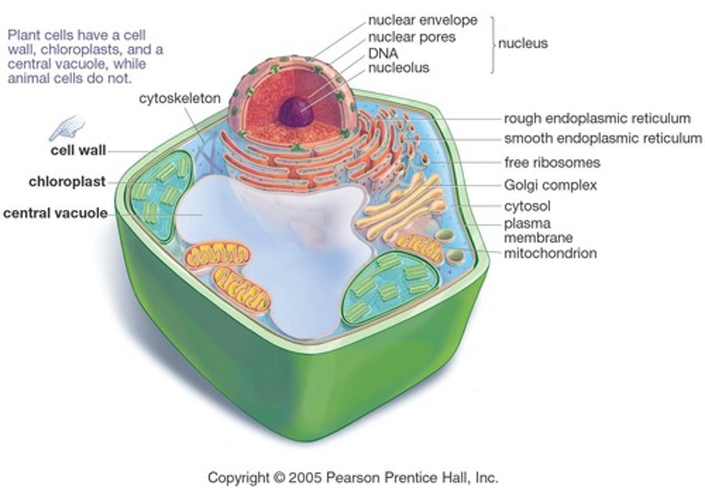 <p>The central vacuole can occupy up to 90% of a plant cell's volume, playing a key role in storage and maintaining turgor pressure.</p>