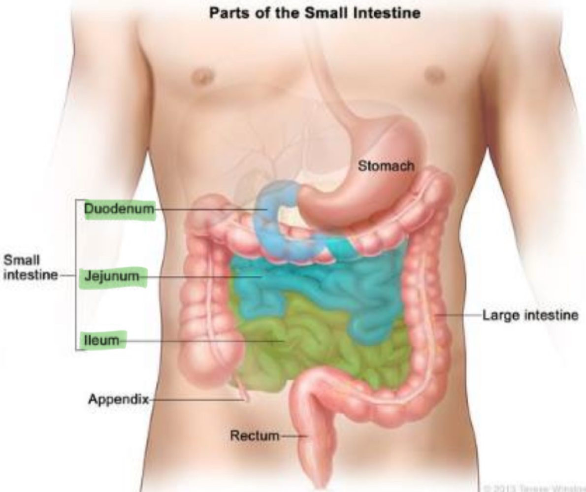 <p>the <span style="color: rgb(131, 205, 71)"><strong>duodenum</strong></span> is the upper part of the small intestine connected to the ___, which releases pancreatic juices high in ___ to counteract with the acidic gastric acid </p>