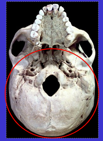 <p>The inferior surface region of neurocranium</p><p>Place where most vessels/nerves enter &amp; exit</p>