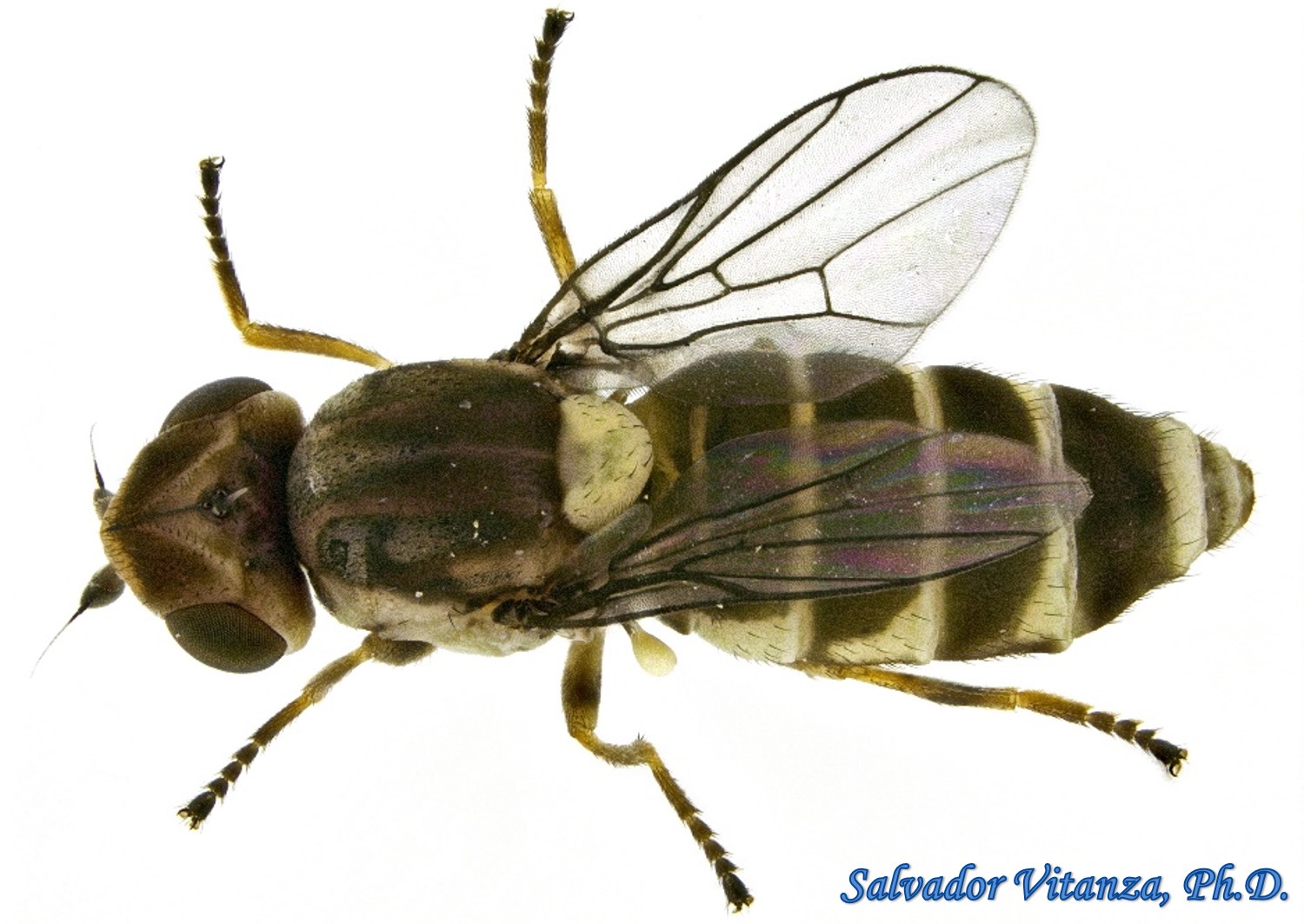 <p>Family: Chloropidae (grass flies)</p><p></p><p>Often yellow or black</p><p>Wing vein with subcostal break</p><p>Wing vein Sc barely visible</p><p>Ocellar triangle very large</p>