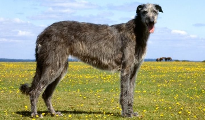 <p>- Hound group<br>- Large to giant (85-110 lbs)</p>