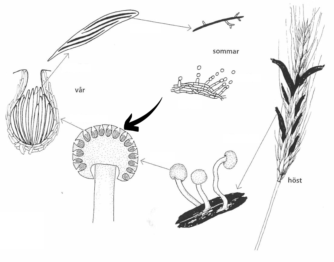 <p>Claviceps purpurea: Vad indikerar pilen på för struktur?</p>