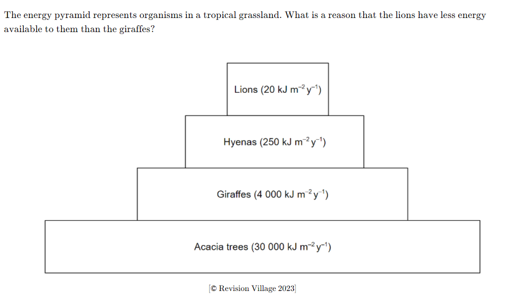 <ul><li><p>A. Energy is lost as heat, a waste product of respiration, at each level</p></li><li><p>B. There are a higher number of giraffes in tropical grasslands than lions</p></li><li><p>C. Giraffes have a higher rate of respiration than lions</p></li><li><p>D. Giraffes can derive more energy from acacia trees than lions are able to from hyenas</p></li></ul><p></p>