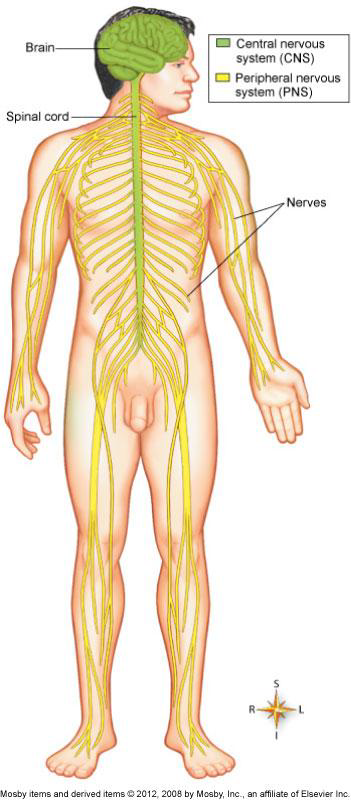 <p>What is the primary function of the Nervous System?</p>