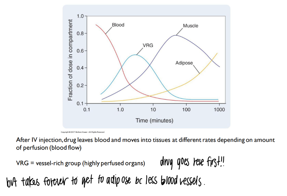 <p>more blood vessels = more drug distributed. </p><p>(ie fat/ adipose doesn’t have much blood vessels = not much drug delivered there) </p><p>vrg = vessel rich group = organs with TONS of blood vessels </p>