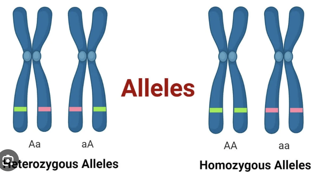 <p>Allele</p>