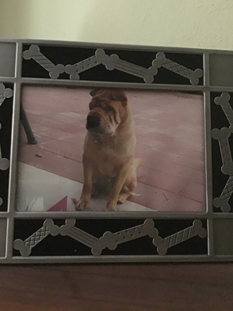 <p>Poisons produced by pathogens, plants, or animals. They can also occur in animals as a result of their diet.</p>