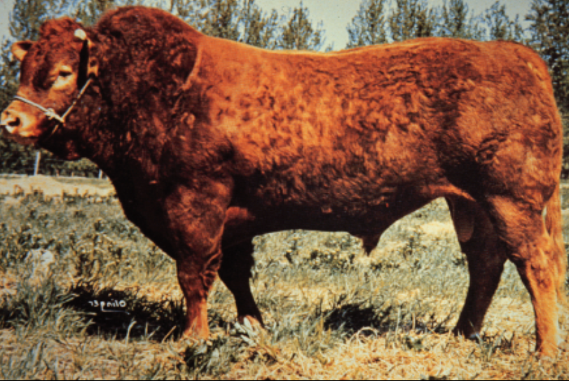<p>Limousin</p>