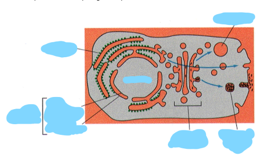 <p>Label the parts of this topological representation of the cell</p>