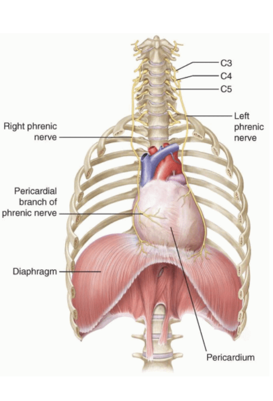 <ul><li><p>most important muscle for inspiration</p></li><li><p>Prime mover of respiration</p></li><li><p>located below the lungs</p></li><li><p>Contraction flattens the diaphragm and pulls the abdominal organs down, making the thoracic cavity larger and pulling more air into the lungs</p></li><li><p>Relaxation allows diaphragm to bulge upward again, compressing the lungs and expelling air</p></li><li><p>Accounts for <strong>two-thirds</strong> of airflow</p></li></ul><p></p>