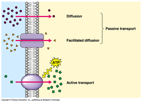 *Passive Transport*
Does not require energy input
Molecules move from high to low concentration, "with" the gradient.

*Active Transport*
Requires energy input
Molecules move from low to high concentration, "against" the gradient.