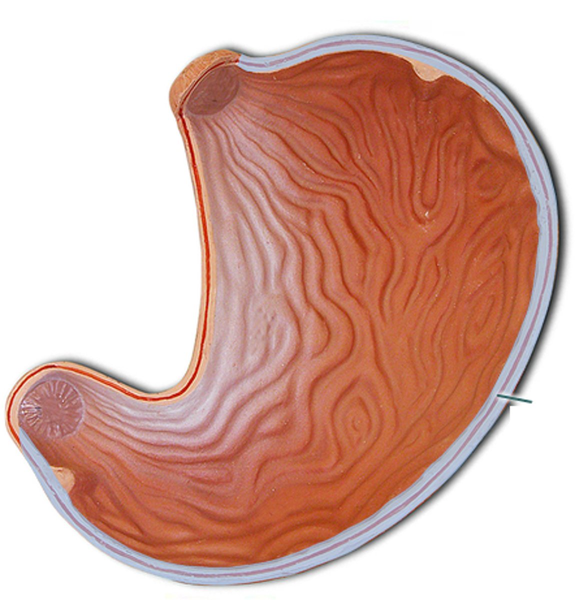 <p>convex lateral surface of the stomach</p>