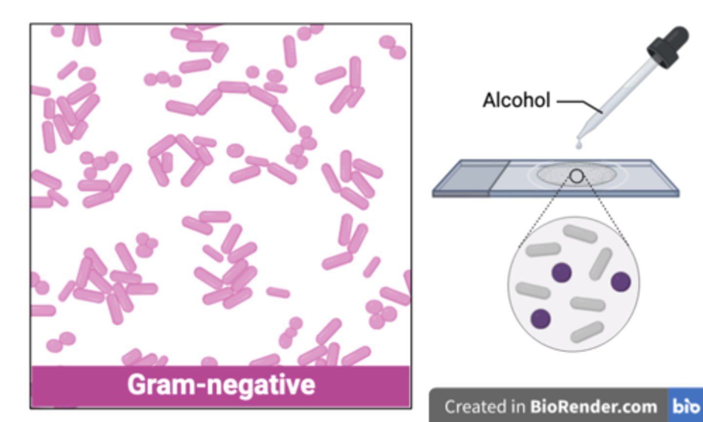 <p><strong>False.</strong> Red cells (gram-negative) are unable to retain the crystal violet dye.</p>