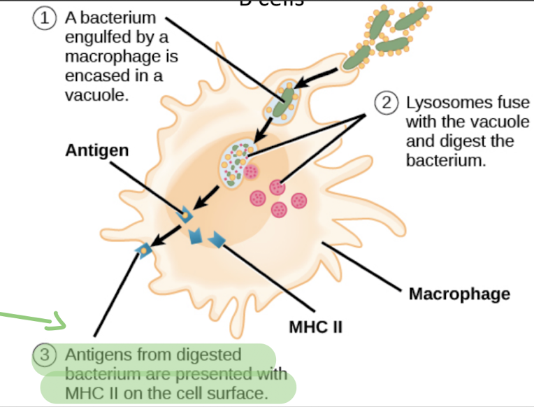 <p>antigen-presenting cells (APCs)</p>