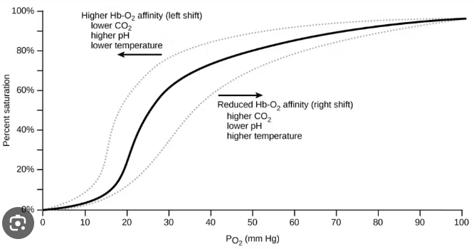 <p>A graph that graphs the percentage of hemoglobin against the partial pressure of oxygen concentrations.</p>