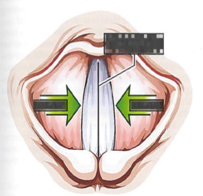 <p>What happens to the vocal folds when you produce voiced sounds?</p>
