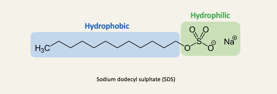 <ul><li><p>Sodium dodecyl sulphate (SDS) is a common ingredient of shower gels and shampoos (often labelled sodium lauryl sulphate)&nbsp;</p></li><li><p>in biochemical research, SDS is used to denature proteins for gel electrophoresis&nbsp;</p></li></ul><p></p>