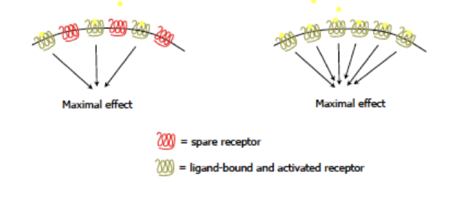 <p>Maximal efficacy (respons) kräver inte alltid 100% ockupans av receptorerna. När det finns ett överskott på receptorer kallas det en reserv. Det hjälper cellen att spara på signalmolekyler och ökar <strong>känsligheten</strong> för<strong> låga ligandkoncentrationer</strong>. Här kommer <strong>EC<sub>50</sub>-värdet att vara &lt; Kd-värdet.</strong></p>