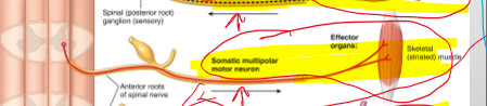 <p>Anterior root</p>