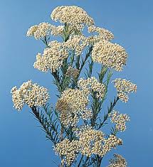 <p>Riceflower - Ozothamnus Diosmifolius</p>