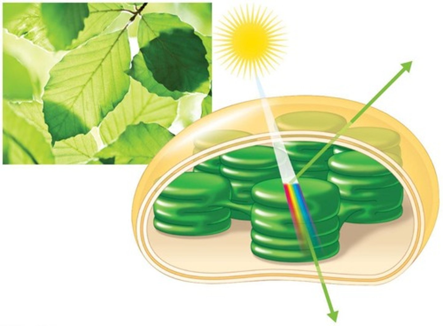 <p>They are the sites of photosynthesis, containing chlorophyll and other pigments.</p>