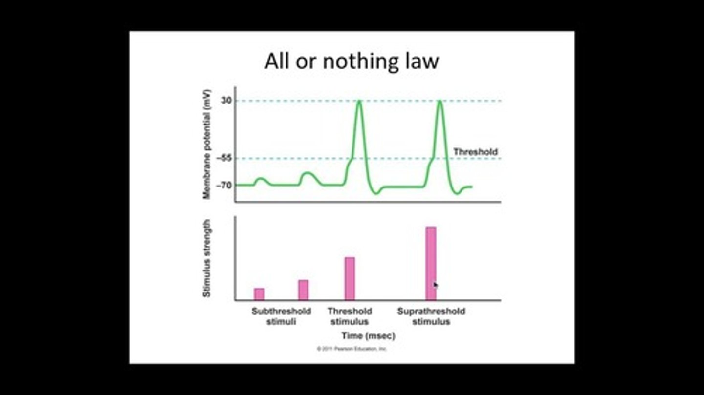<p>- an action potential will be generated if depolarization reaches a threshold potential</p><p>- all action potentials have same shape and same amplitude (+30 mV) regardless of stimulus strength</p>