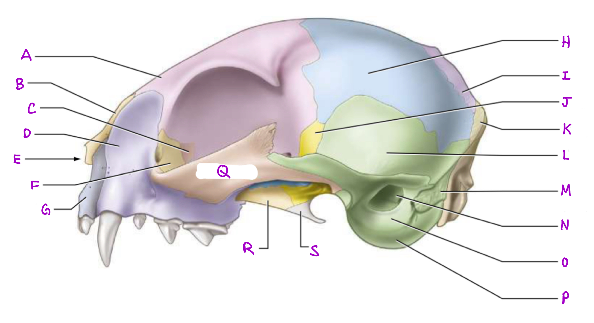 Ectotympanic (temporal)