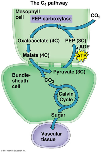 <p><span>CO2 blir inkorporert til en firekarbonforbindelse (oksaleddiksyre) i mesofyllcellene og gjort tilgjengelig som CO2 til Calvinsyklusen i parenkymcellene.</span></p>