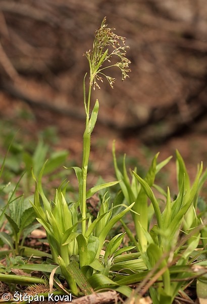 <p>Luzula sylvatica - Juncaceae</p>