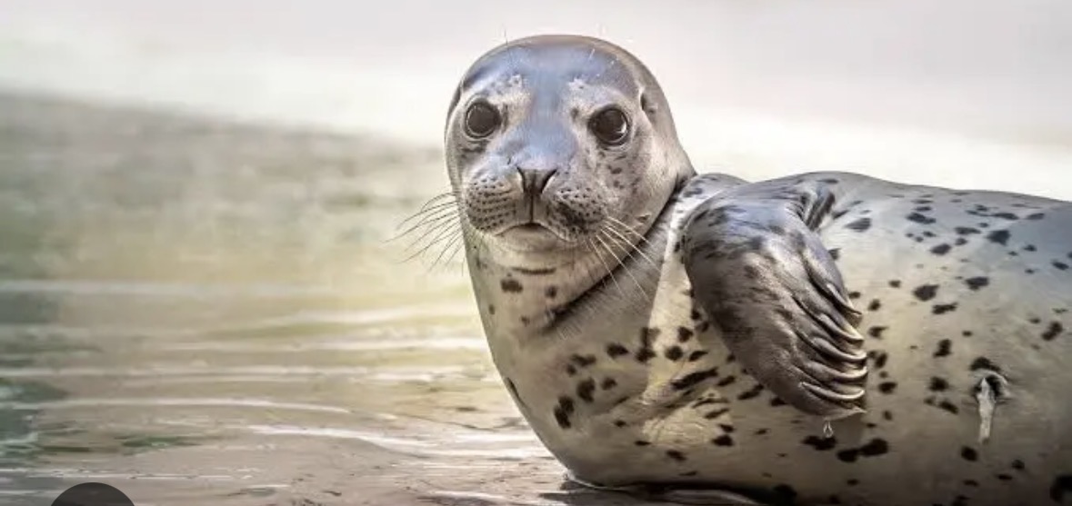 <p>harbor seal</p>