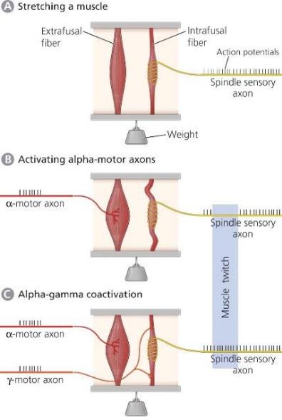 <p>Allows muscle spindles to sense muscle stretch even during a contraction</p>