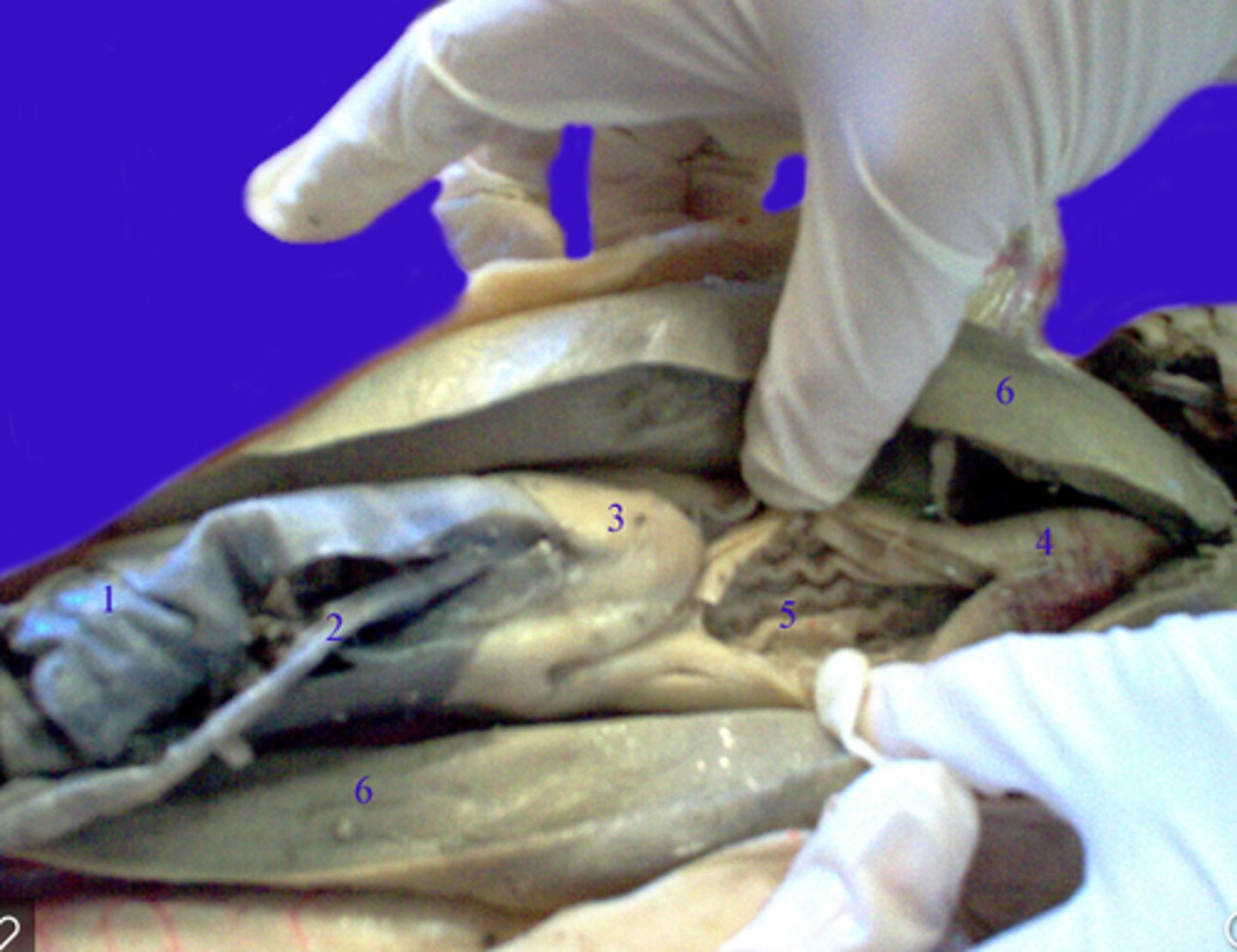 <p>Anatomy: series of ridges produced by the folding of the wall of the stomach</p><p>Function: allow the stomach to expand when needed</p>