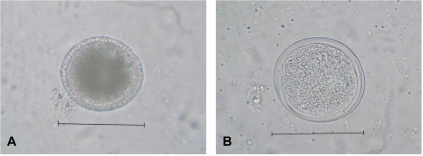Picture of 2 eggs from dog – give name and write 5 characteristics