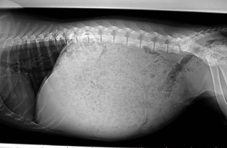 <p>What has happened to this dog?</p>