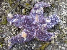 <p>They get Sea Star wasting syndrome where their arms fall off and they die. So they will try to move and try find cooler climates</p>