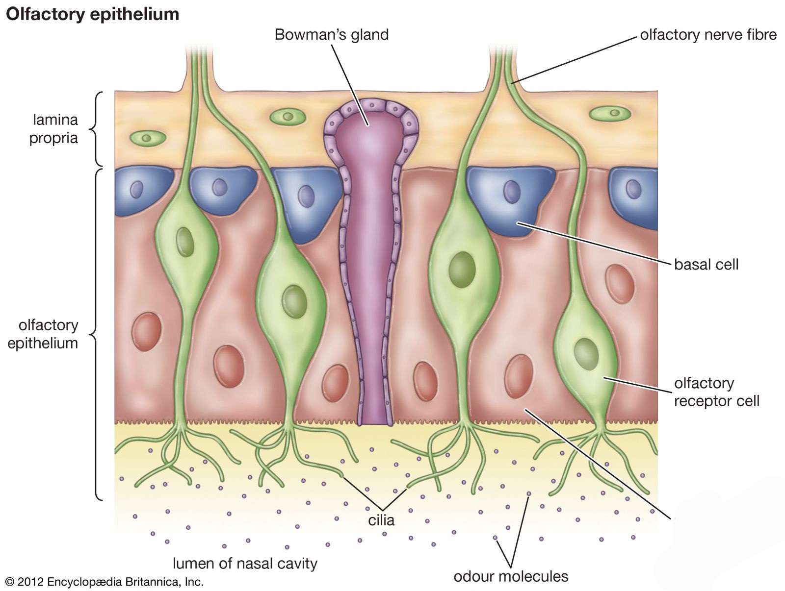 <p>also known as sustentacular cells, are non-neuronal cells that play a crucial role in maintaining the integrity and functionality of the olfactory epithelium. </p>