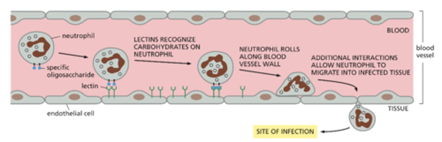 <p>Example of the recognition of cell-surface carbohydrates </p><p>1) Endothelia cells have lectins (transmembrane proteins) </p><p>2) These endothelia cells recognize specific sugar groups carried by the glycolipids and glycoproteins on the </p><p>surface of neutrophils </p><p>3) The lectins "catch" and slow down the fast moving neutrophil and allow it to roll down the blood vessel wall and migrate to the site of infection </p>
