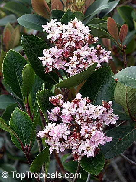 Indian Hawthorn