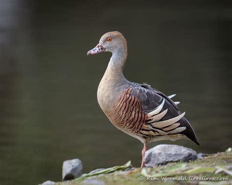 <p>Family: Anatidae</p>