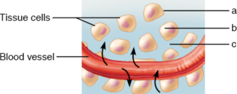 <p>a- cell membrane </p><p>b- interstitial fluid</p><p>c- blood plasma </p>