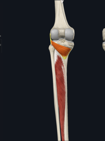 <p>name the yellow highlighted muscle </p>