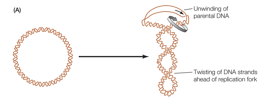 <p>Which enzyme is pictured in this diagram?</p>