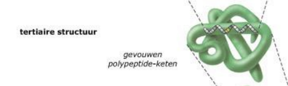 <p>De α-helixen en β-sheets worden verder opgevouwen → ontstaan tertiare structuur</p><ol><li><p>vezelstructuur (langwerpig) </p></li><li><p>kluwstructuur (ongeveer bolvormig)</p></li></ol><p>vorming van H-bruggen, andere chemische eigenschappen van de restgroep (hydrofobe/hydrofiele karakters) → elektrostatische interacties en zwavelbruggen</p>
