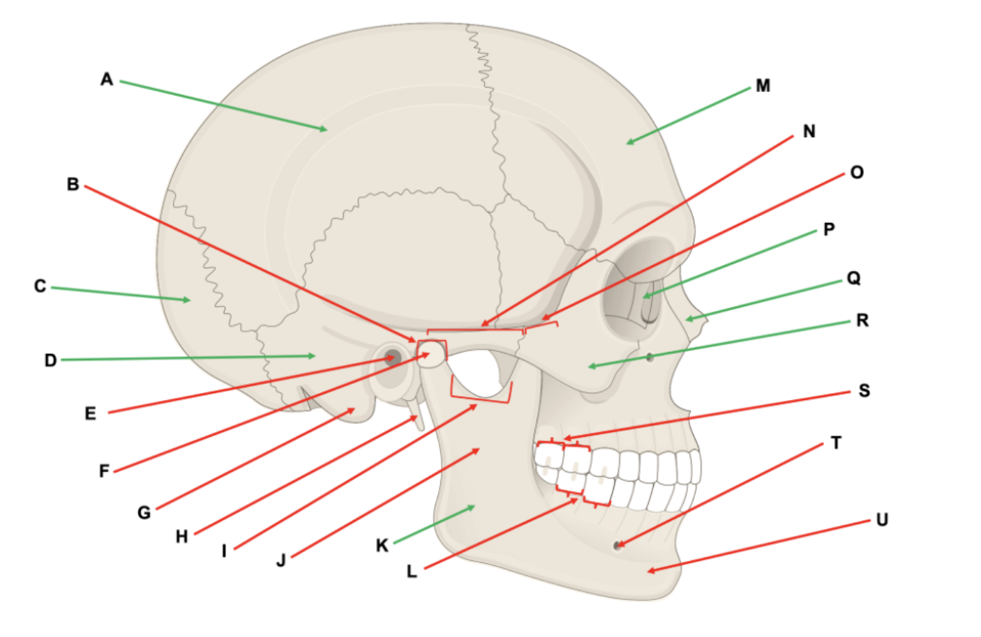 <p>Use this diagram to label the cranial bones and their markings</p>