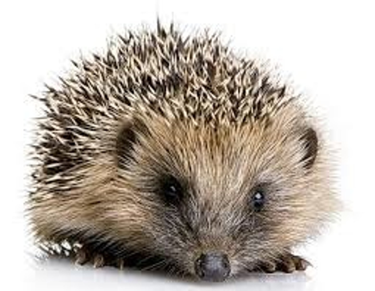 <p>prickly</p>