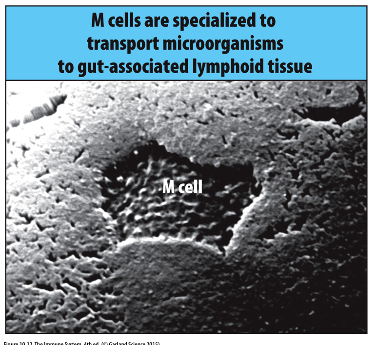 <p>This scanning electron micrograph of intestinal epithelium has a microfold cell(or <strong>M cell</strong>) in the center. It appears as a sunken area of the epithelium that has characteristic microfolds or ruffles on the surface. M cells capture microorganisms from the gut lumen and deliver them to Peyer's patches and the lymphoid follicles that underlie the M cells on the basolateral side of the epithelium. Magnification ×23,000. Electron micrograph courtesy of Allan Mowat.</p>